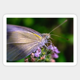 Cabbage White Butterfly, Macro Photograph Sticker